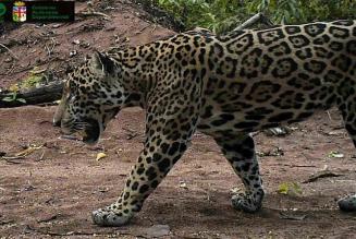 Jaguar (Panthera onca) en bosque boliviano con manejo certificado.
