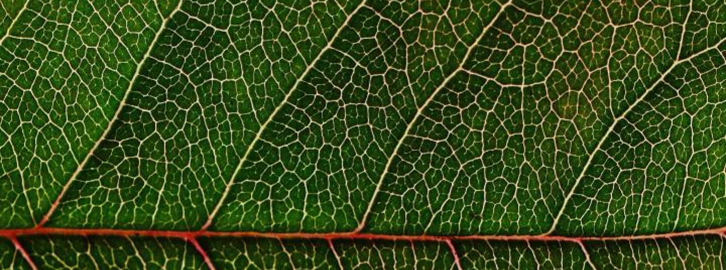 close-up-green-leaf-159062_0.jpg