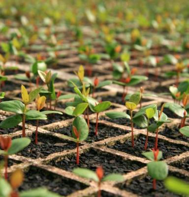 2014_ICCOMMS_Chile_NAT_agriculture_(c)FSC GD_MilanReška_0009.jpg