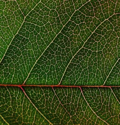 close-up-green-leaf-159062_0.jpg